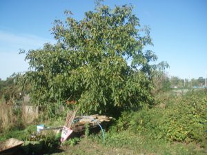 My Walnut Tree 003 300x225 1