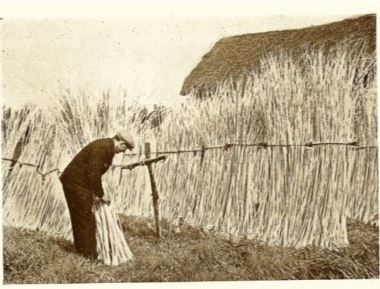 Osier Drying in Twyford