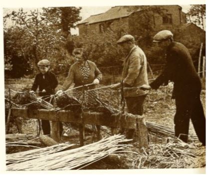 Osier Stripping in Twyford